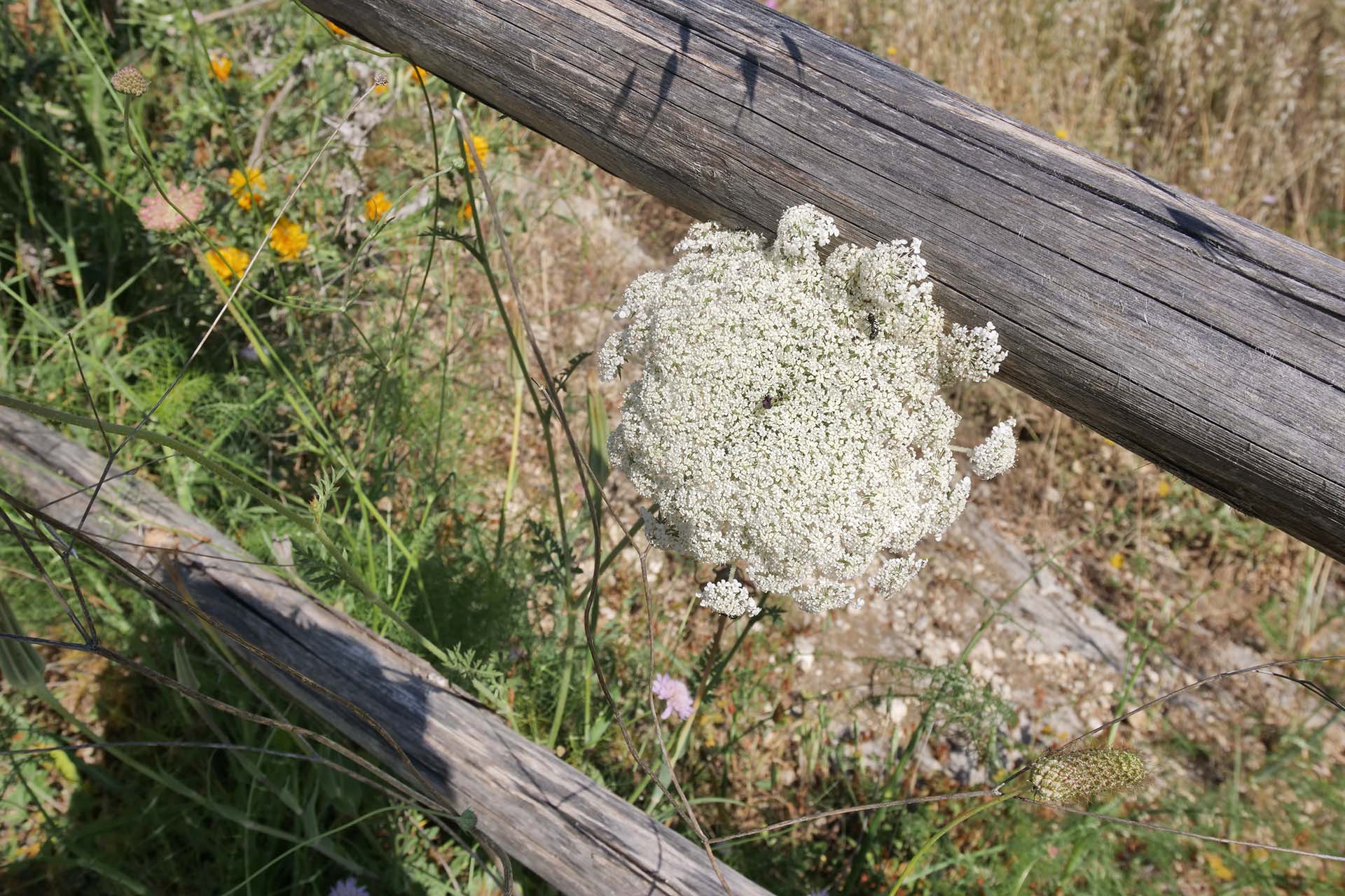 P1377425_ECOLOGIA