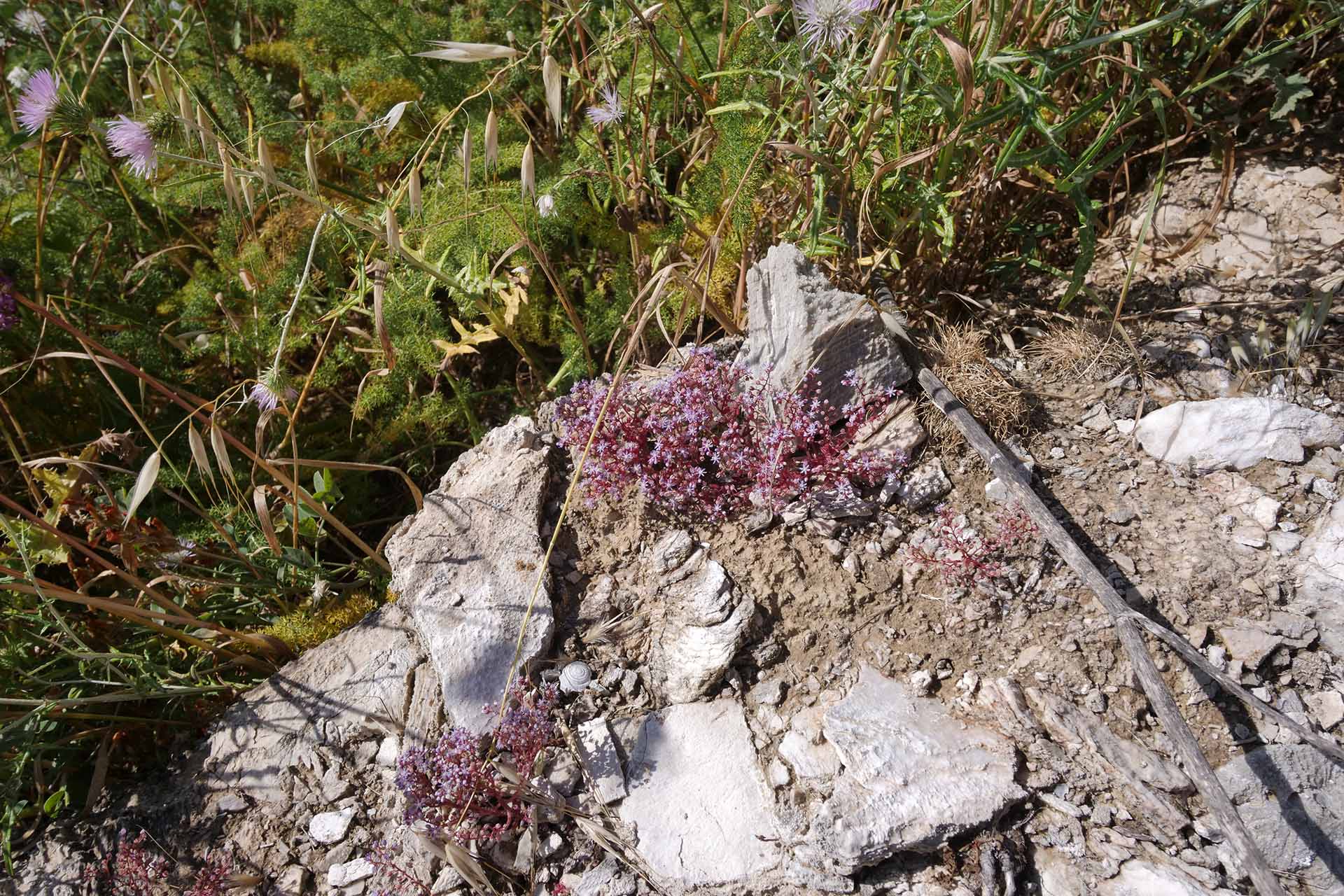 P1377437_ECOLOGIA_GESSI