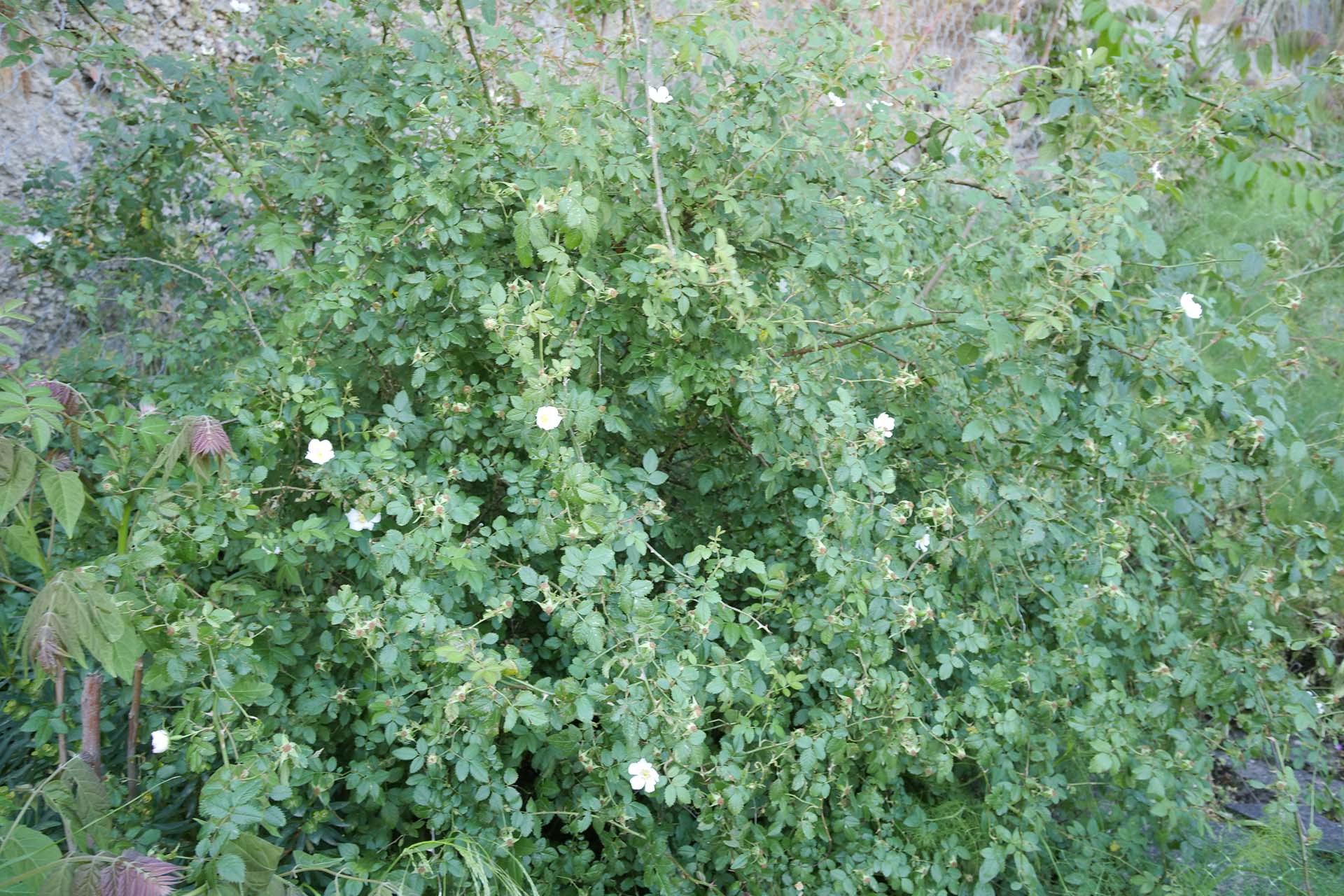 P1377449_ECOLOGIA