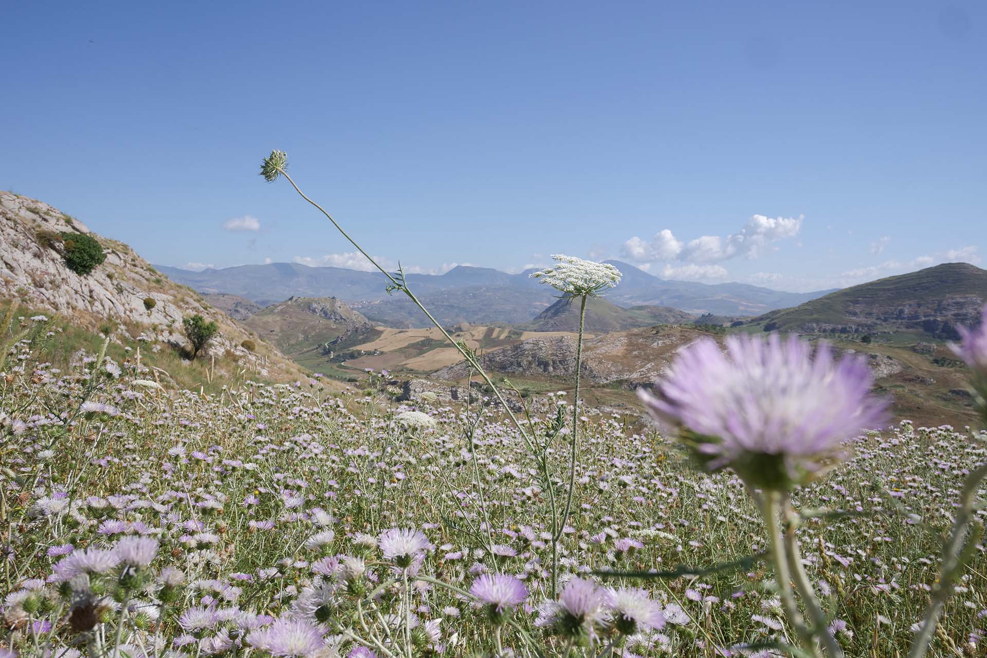 P1377500_ECOLOGIA