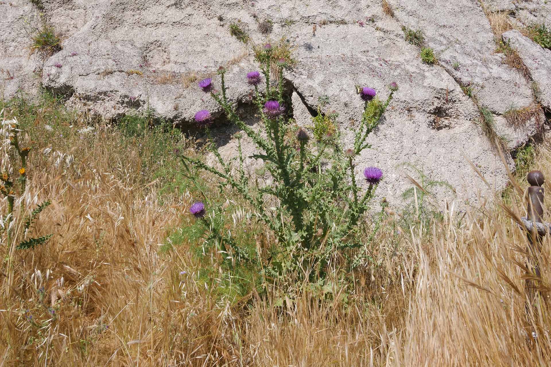 P1377515_ECOLOGIA